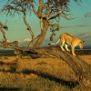 Safari, Keňa