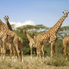 Safari, Keňa
