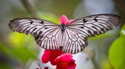 Bali - Motýlí park