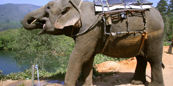 Srí Lanka - slon